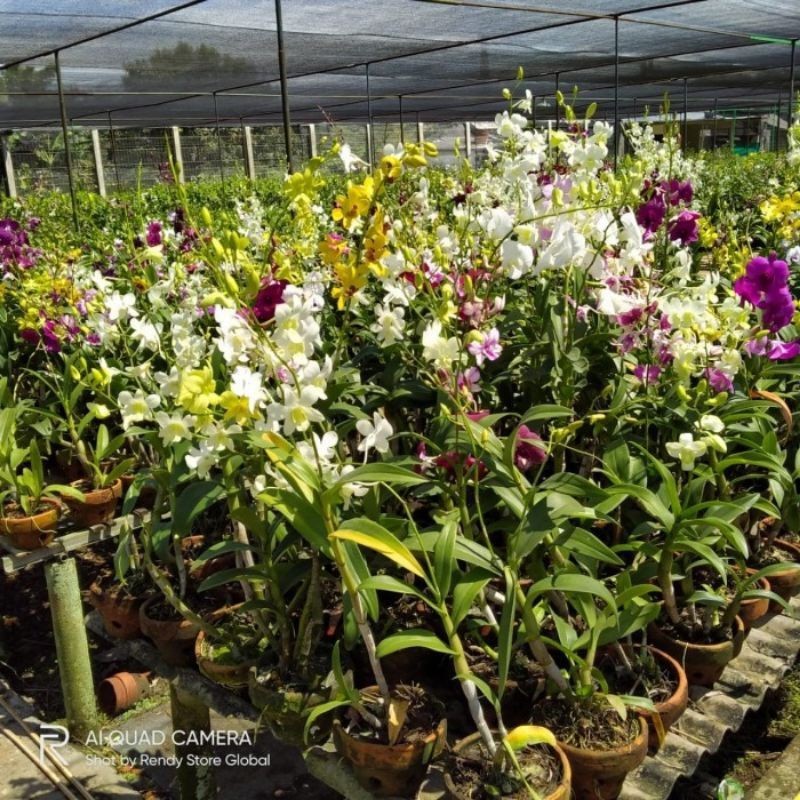 NEW BIBIT ANGGREK DENDROBIUM SIAP BERBUNGA