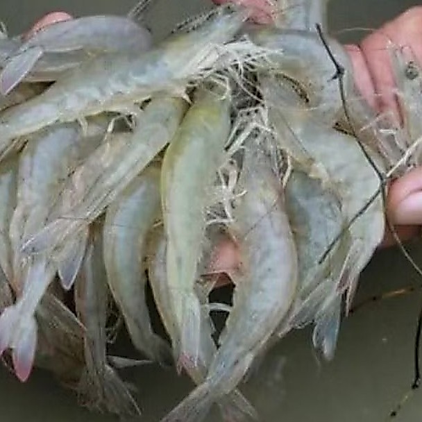 Udang Laut Segar Vaname Fresh/ udang vaname segar