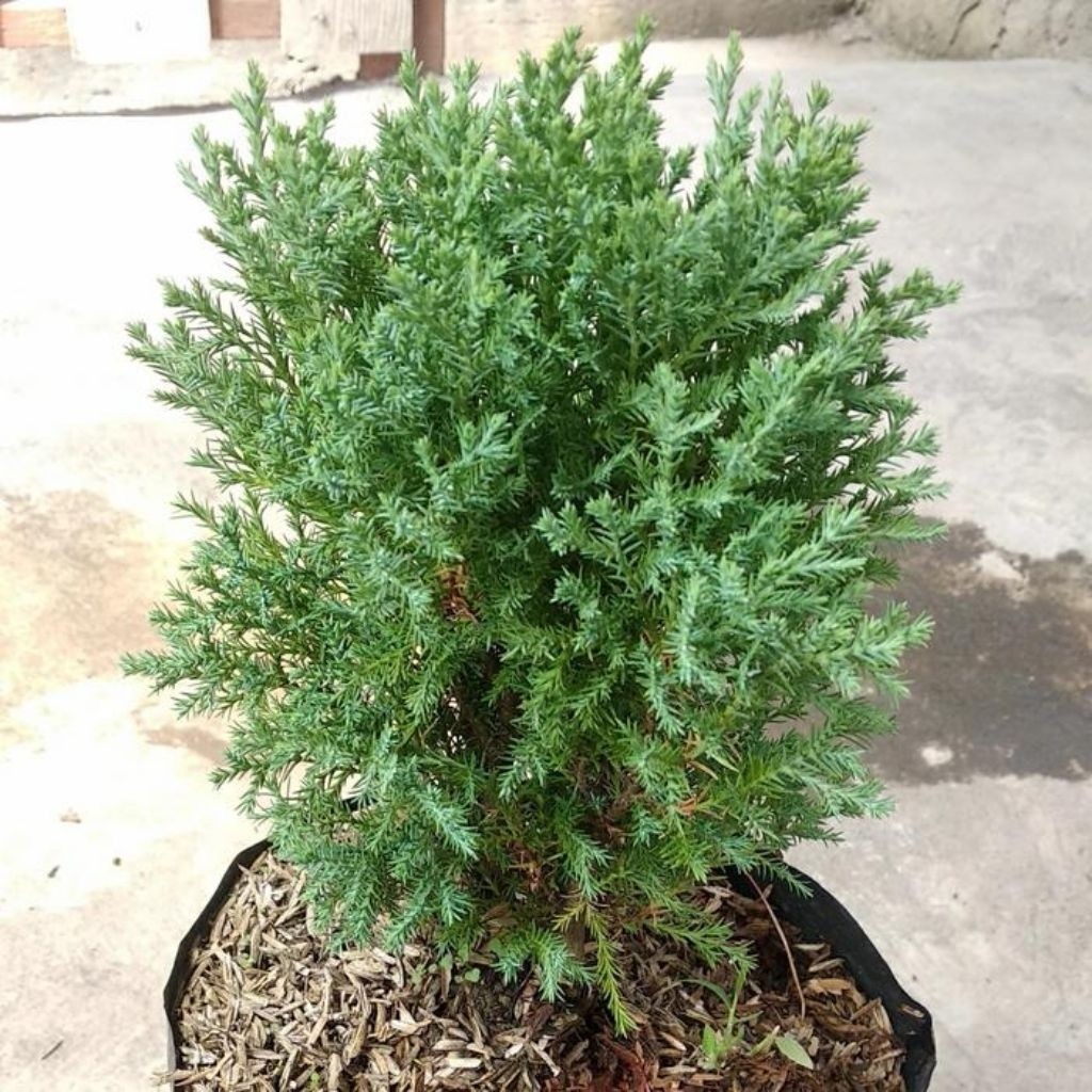 TANAMAN FULL MEDIA Tanaman Hias Cemara Embun -  tanaman pembatas - bahan untuk bonsai - penahan angi