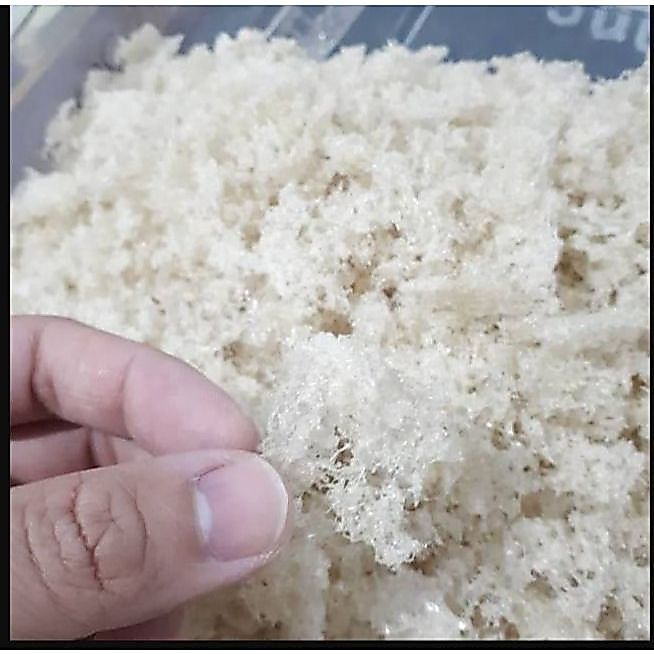 10 GRAM SARANG WALET PREMIUM / YANWO BIRDNEST SARANG WALET -10GR Penggacor Burung App 5