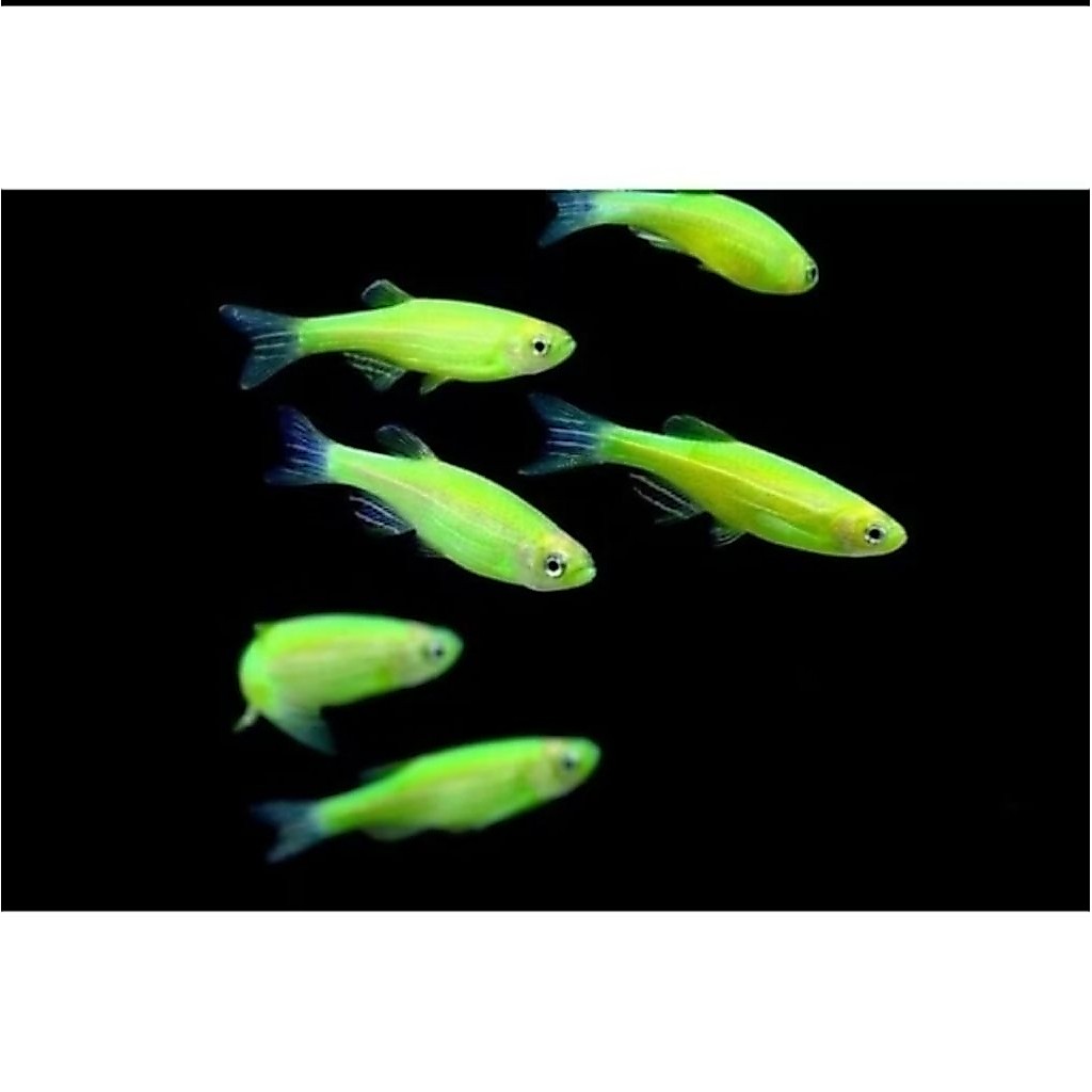 Promo Zebra Danio Hijau Glow Cantik harga per ekor untuk pelengkap aquarium lansung dari petani