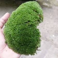 Living moss / Lumut Hutan / lumut hidup cacah