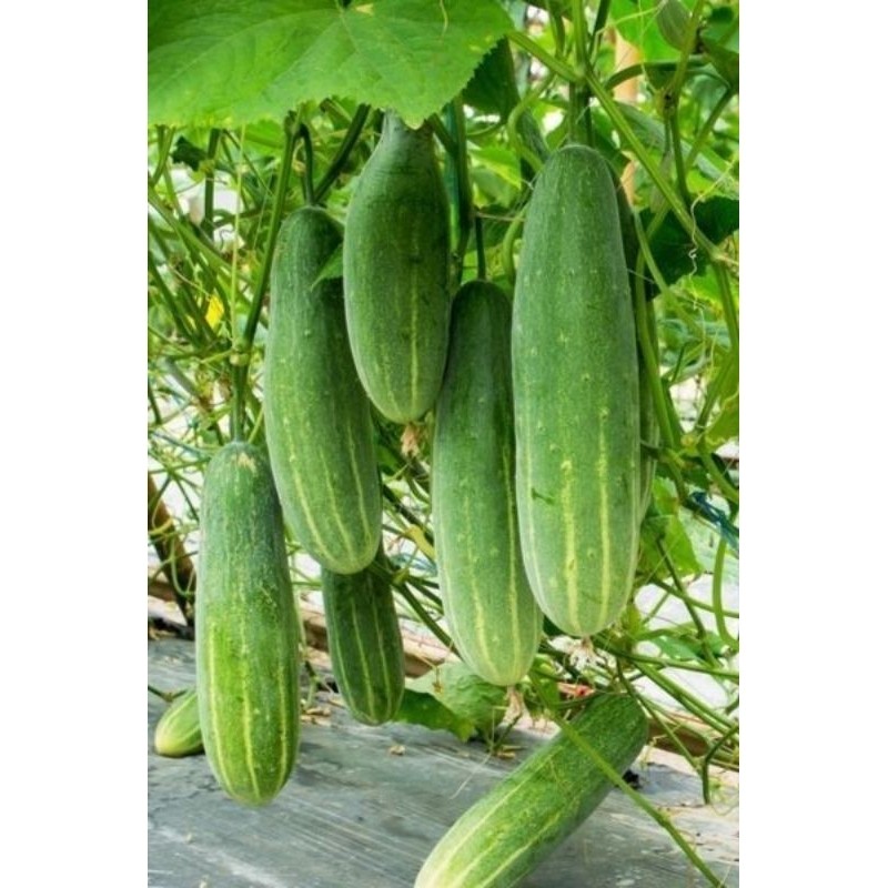 

TIMUN SURI / BONTENG SAYURAN FRES MURAH BANYAK MANPAAT NYAH 500 gram