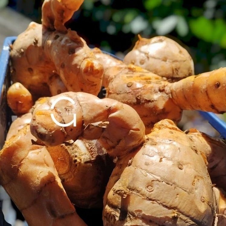 

temulawak segar organik isi 1 kg [ GOS ] temu lawak fresh Curcuma zanthorrhiza koneng gede Herbal Store_28