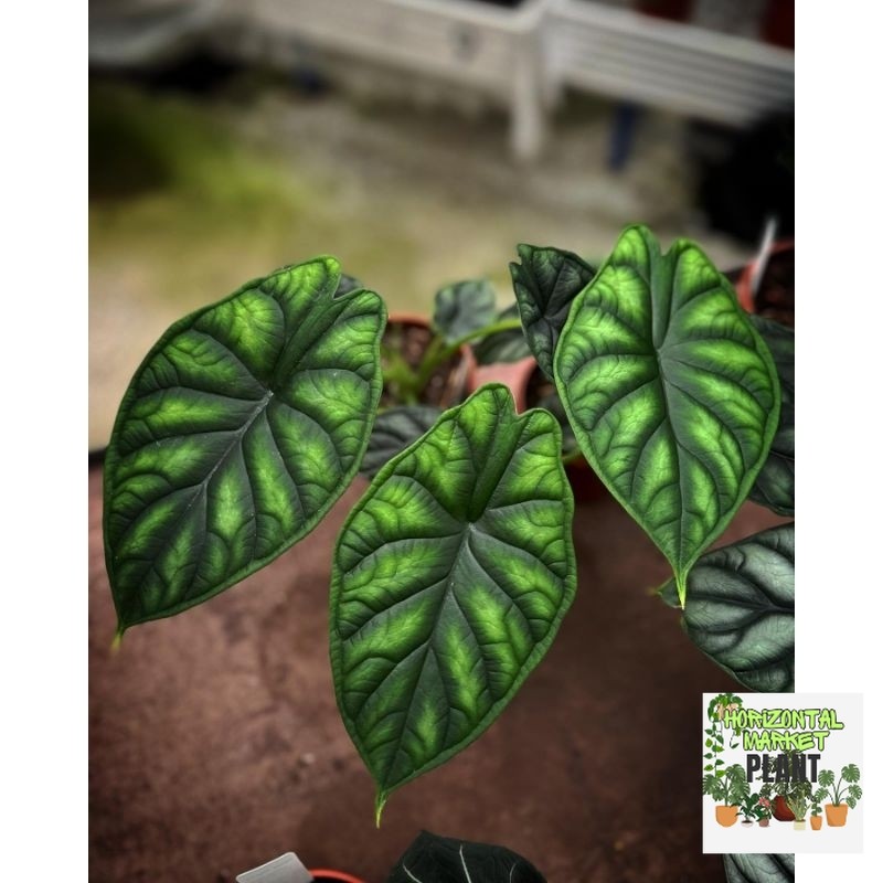Alocasia Dragon Scale Hijau / Alokasia Scale Hijau