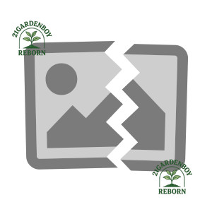 (BISA COD) Anggrek dendrobium lineale blue x wiliamsianun dewasa siap bunga