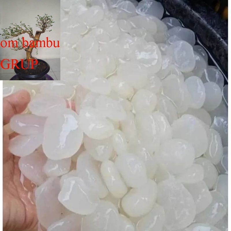 kolang Kaling  super 1 kg kolang Kaling Medan buah atep manisan kolang Kaling