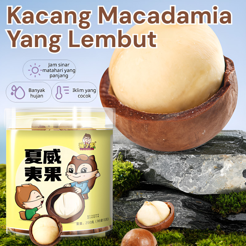 

⚡COD⚡Kacang Macadamia Rasa Cream 50gram / Natural Tanpa Pengawet / Sumber Serat Mineral Esensial / Snack Sehat untuk Semua Usia​