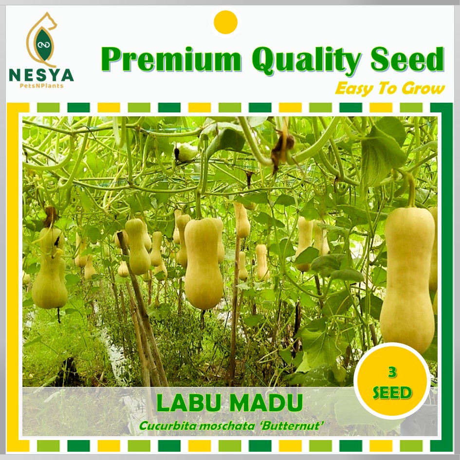 Benih Labu Madu Benih Biji Buah Labu Madu 3 biji Unggul Berkualitas