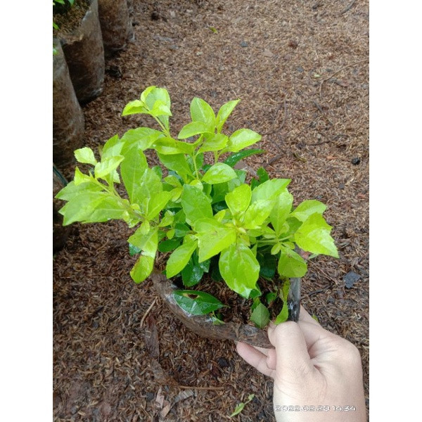 Tanaman Hias Pangkas Kuning Hiasan Taman Pohon Pangkas Kuning / Tanaman Hidup Pangkas Kuning Bunga H