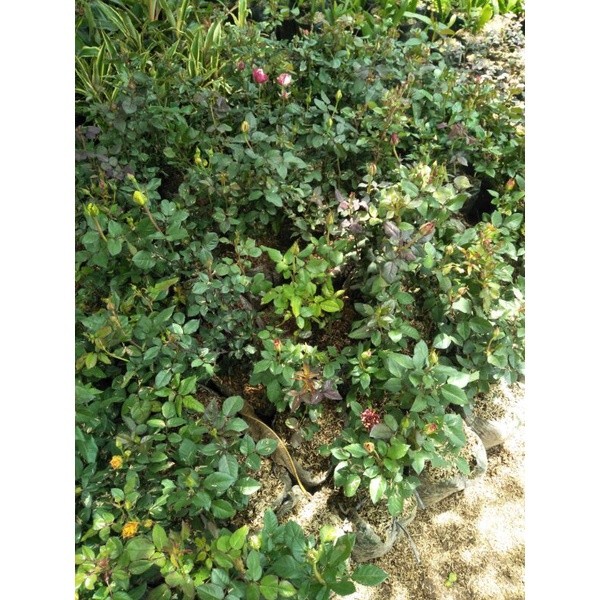 Bibit tanaman bunga mawar  - Pohon mawar bunga hidup - Tanaman mawar hidup