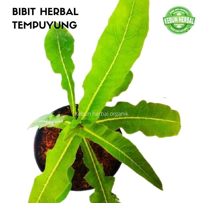 Bibit Tanaman Herbal Daun Tempuyung - Gempur batu