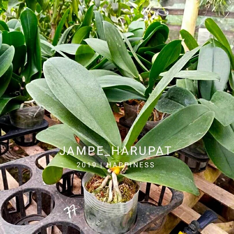 PROMO ANGGREK BULAN DEWASA SIAP BERBUNGA