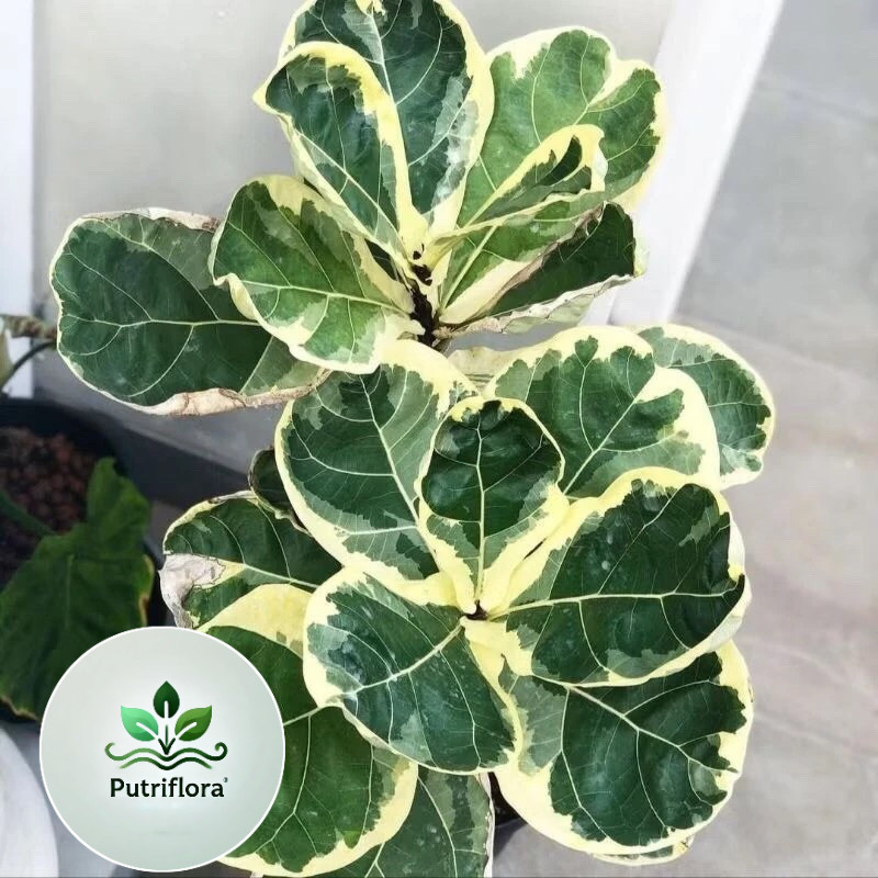 (BISA COD) Tanaman Ketapang Biola Variegata / Ficus Lyrata | Daun Cantik, Hiasan Ruangan / Indoor