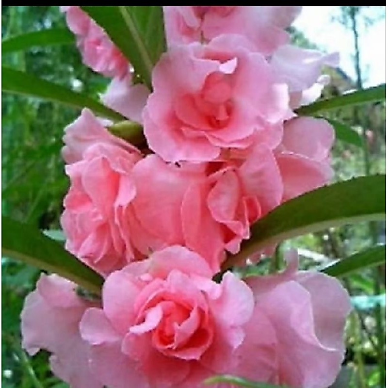 100biji pink bunga pacar air#bunga pacah#bunga pehong tumpuk mawar