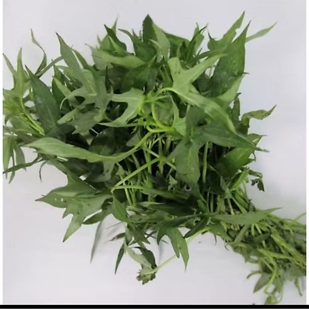 daun ubi jalar Fress / godong telo rambat/kuluban godong telo