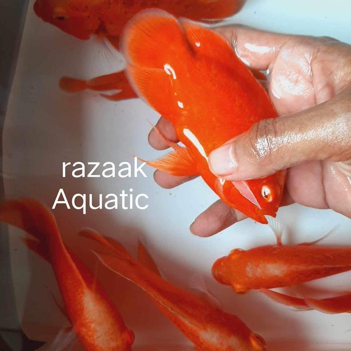 ikan oscar red chili Merah pekat
