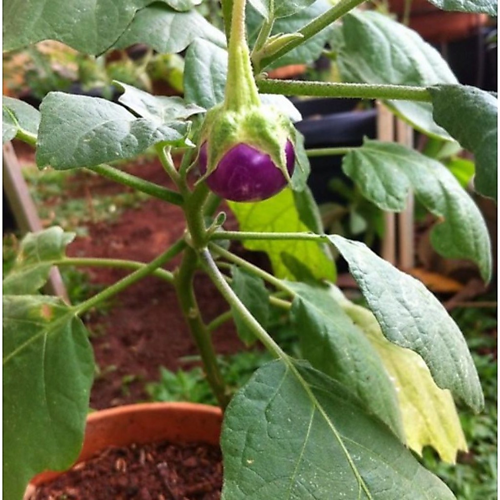 Bibit Benih Biji Terong Ungu Lalap Benih Bibit Biji Terong Lalap Ungu Terong Lalapan