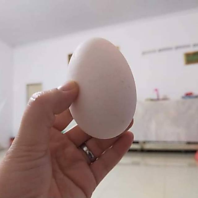 Telor angsa soang bijian packing aman tembuhuk busuk