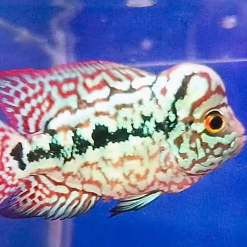 burayak louhan kamfa f2 gen super red ukuran 2-5cm