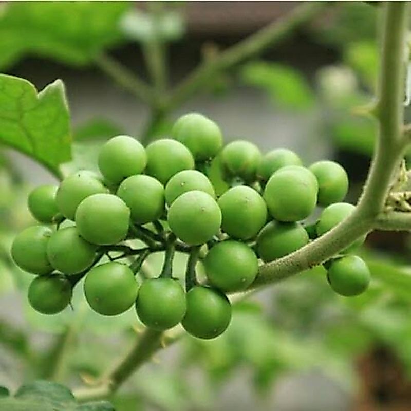 SAHABATANI Pokak / Takokak Terong Pokak 250 Gram