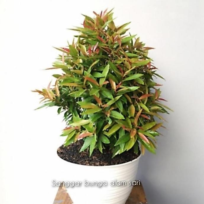 TANAMAN HIAS PUCUK MERAH + POT PUTI