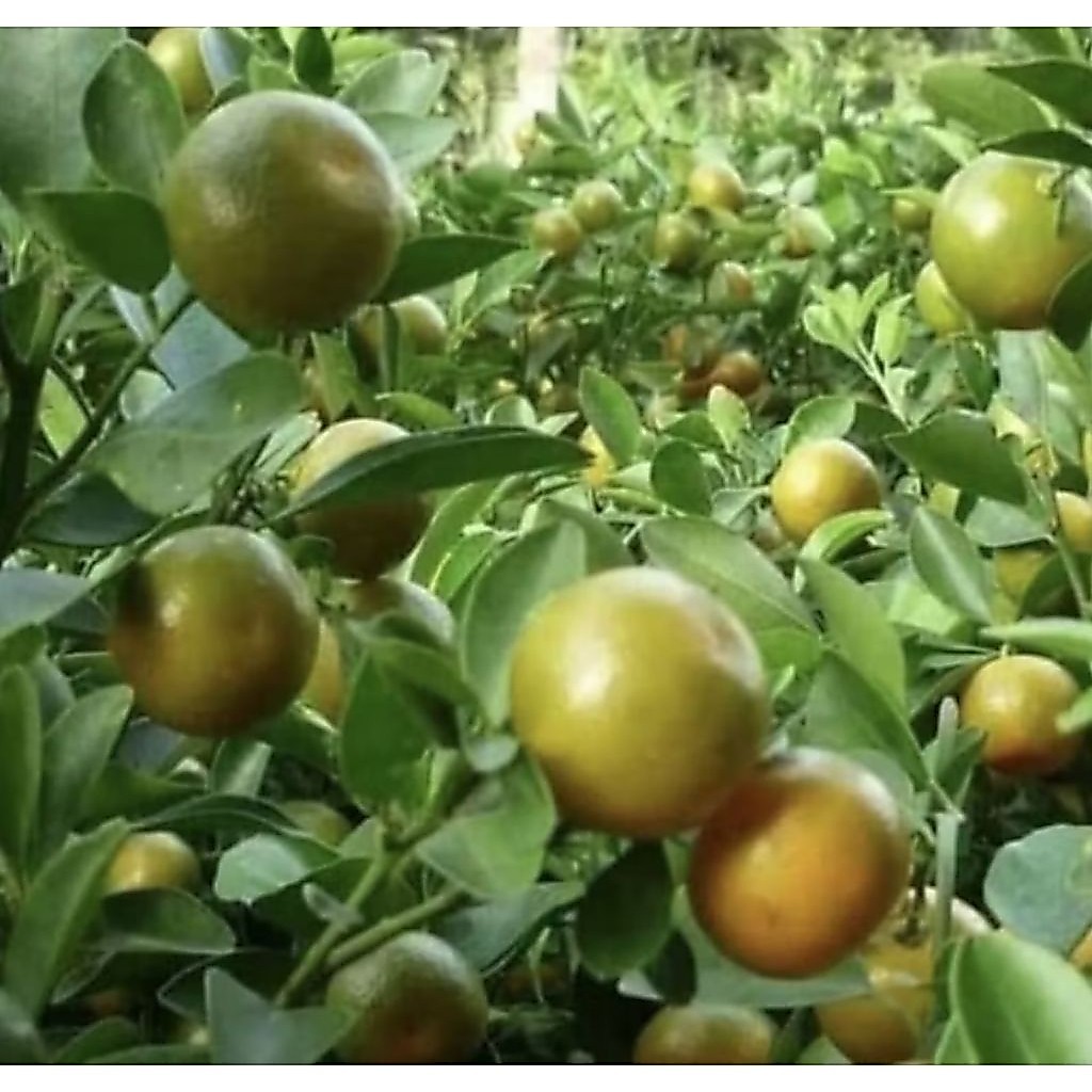 Pohon Buah Jeruk Songkit/ Jeruk Kunci Siap Berbuah/ Pohon Jeruk Songkit Siap Tanam/ Pohon Buah Jeruk