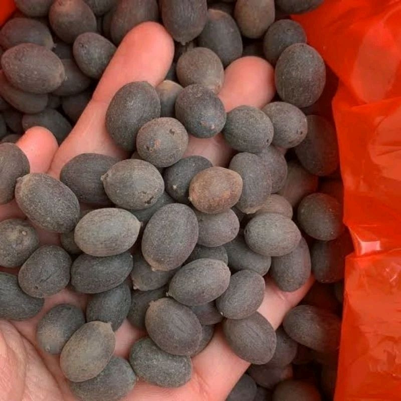 

(10 Kg) Biji Bunga Teratai (Lotus) Kering / Benih teratai premium