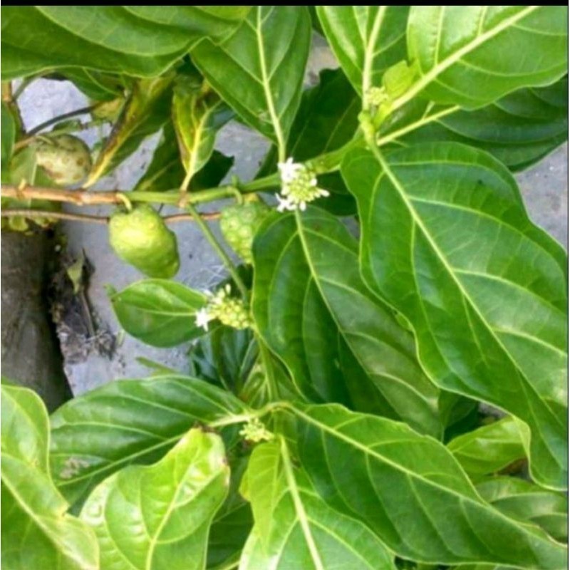 

LadangHerbal Daun Mengkudu/ pace harga per 250 gram Fresh