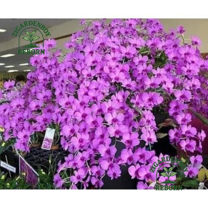 (BISA COD) anggrek dendrobium bunga larat dewasa .