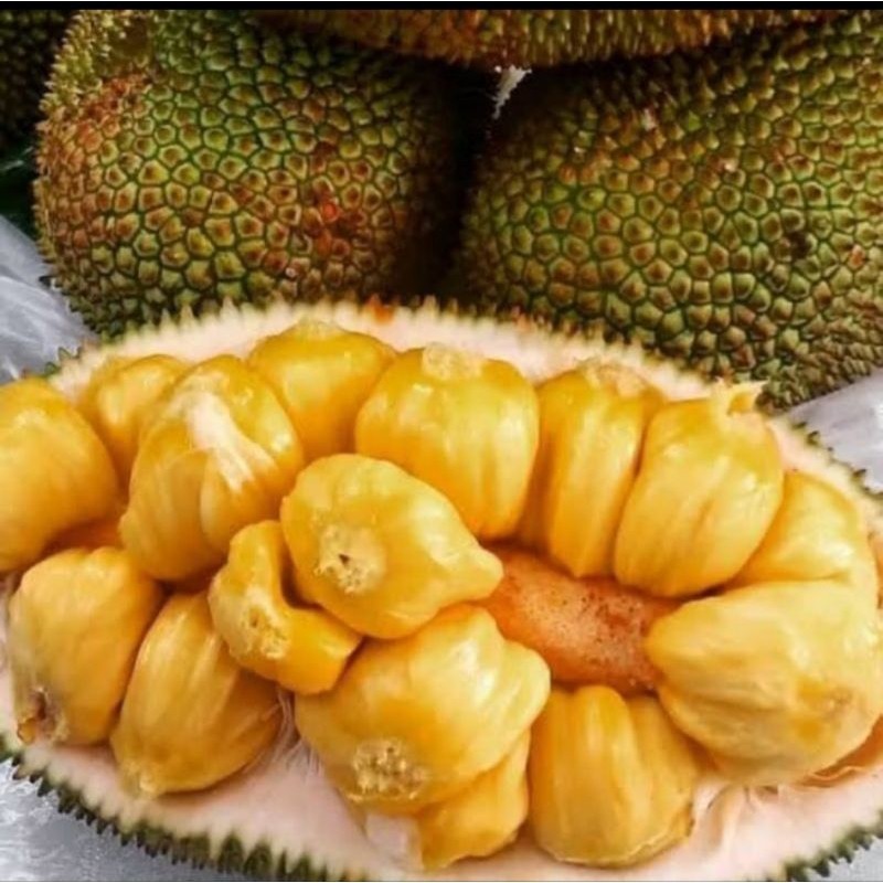 

Cempedak Madu Matang Pohon Perbuah Berat -+1.2kg