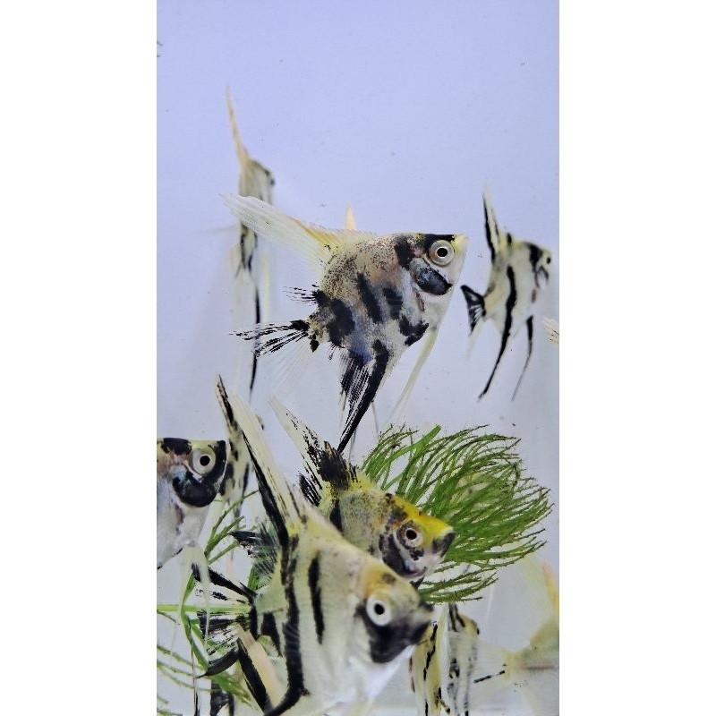 PROMO MANFISH TRICOLOR  BERGARANSI (Bonus Pakan)