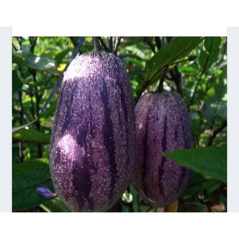 

buah pepino 1 kg - lngsung petik dari kebun