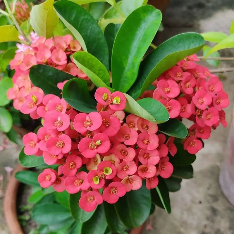 Tanaman Hias Euphorbia Milii.