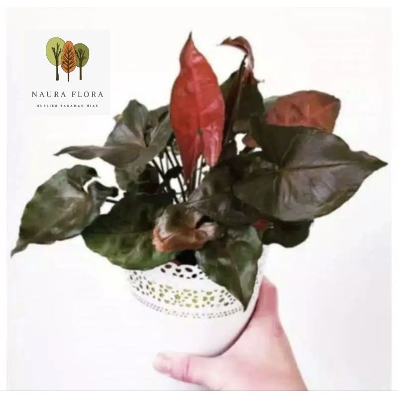 Tanaman hias syngonium maria-pohon syngonium maria