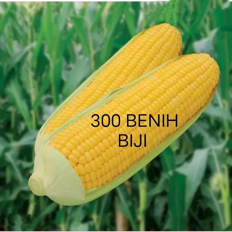 1000 BENIH BIJI JAGUNG MANIS MADU