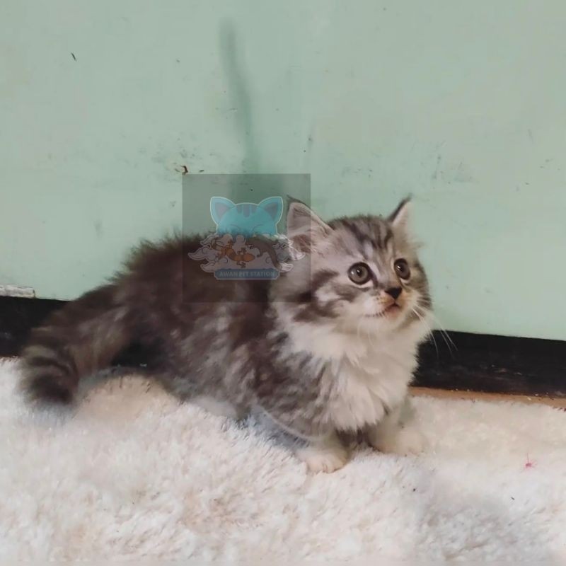 Kucing Kitten MUNCHKIN CEBOL Kaki Pendek FREE ONGKIR