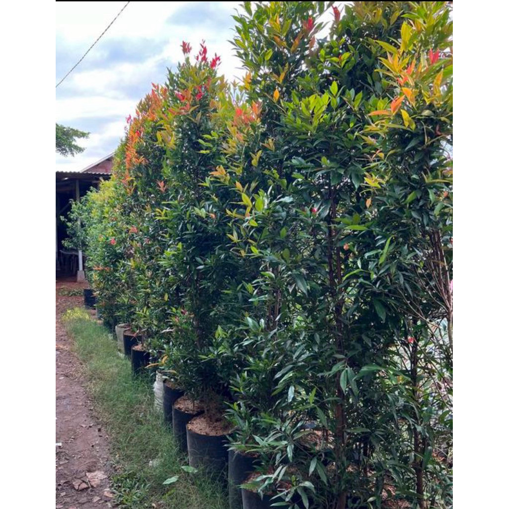 TERMURAH Pohon pucuk merah 2 meter daun rimbun