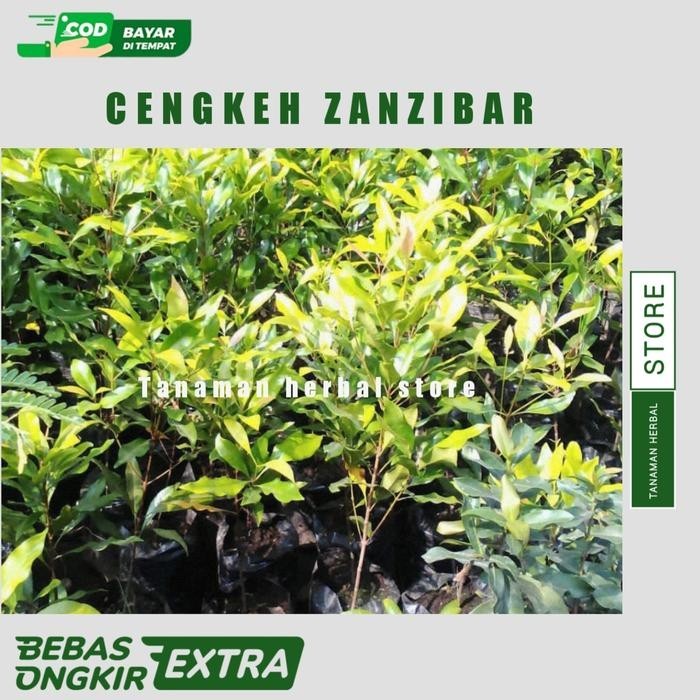 Tanaman cengkeh zanzibar bibit tanaman cengkeh zanzibar lk store