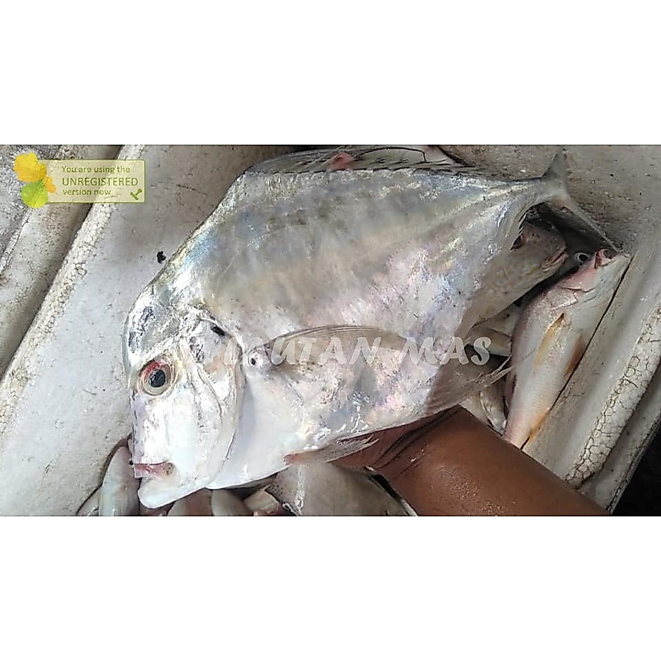 Ikan Kuwe 1Kg Ikan Kuwe Segar Ikan Kuwe Rambe Kue