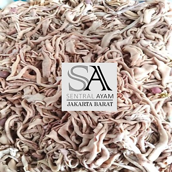 USUS SEGAR 1KG / USUS MURAH / USUS MENTAH 1KG USUS FRESH FROZEN USUS BERKUALITAS