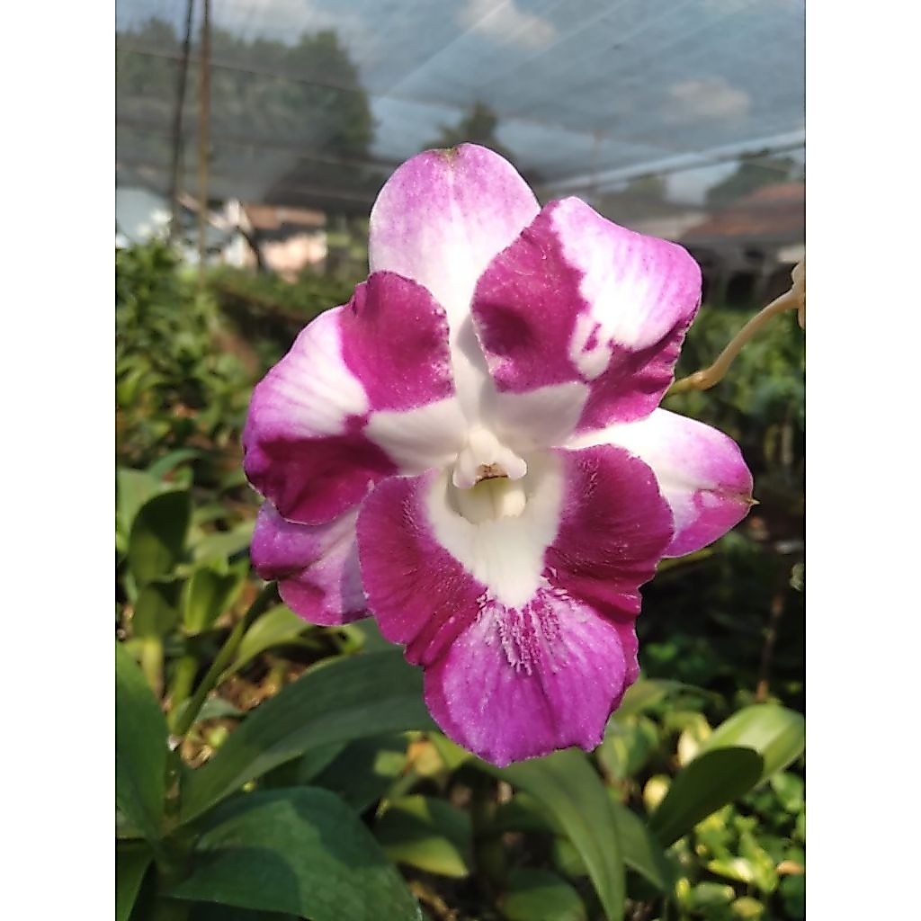 Anggrek Dendrobium King Dragon