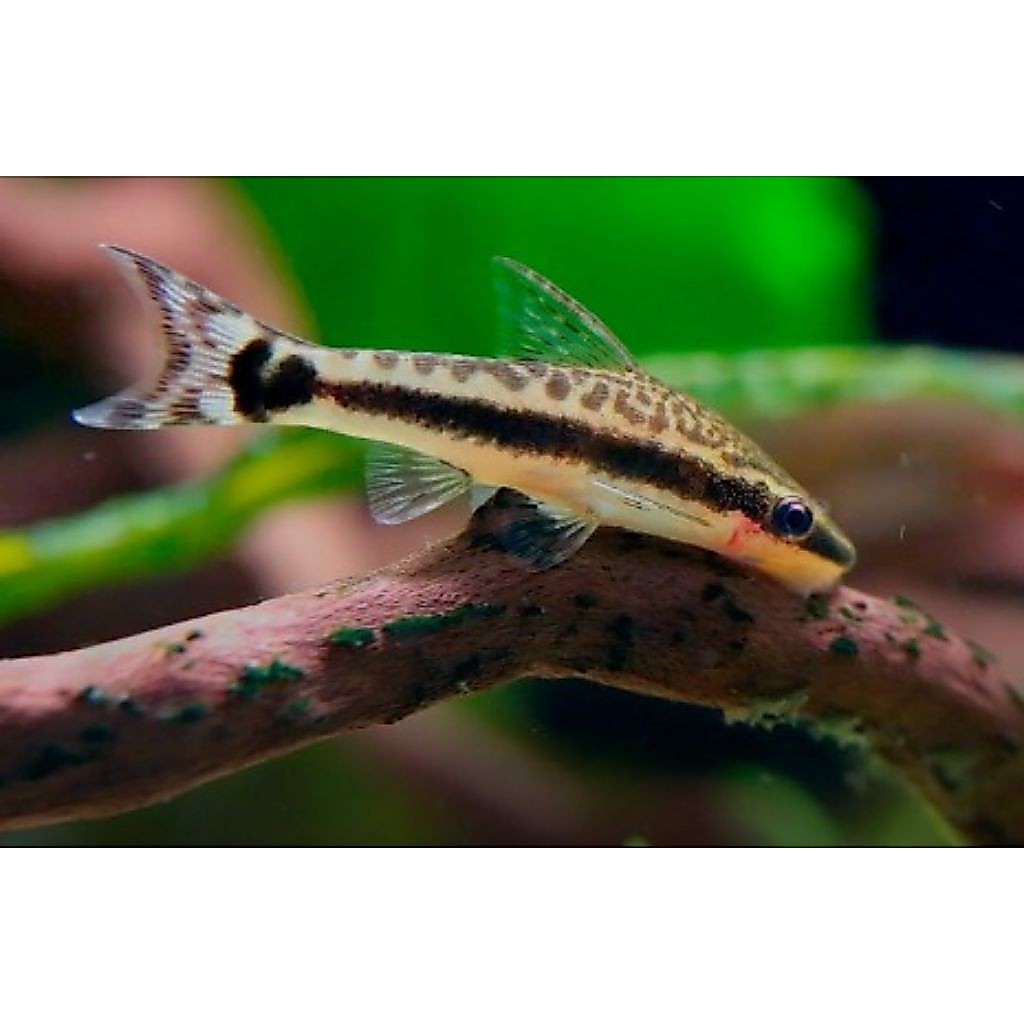 Ottocinclus Affinis/ Otocinclus Affinis / Perlengkapan Aquarium / Hiasan Aquarium