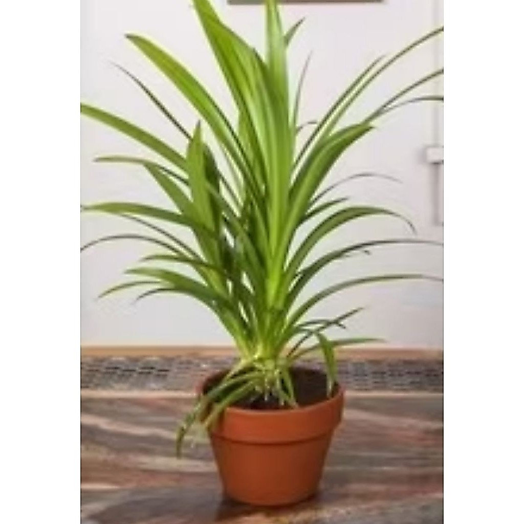 Tanaman Pandan daun wangi Pandan wangi