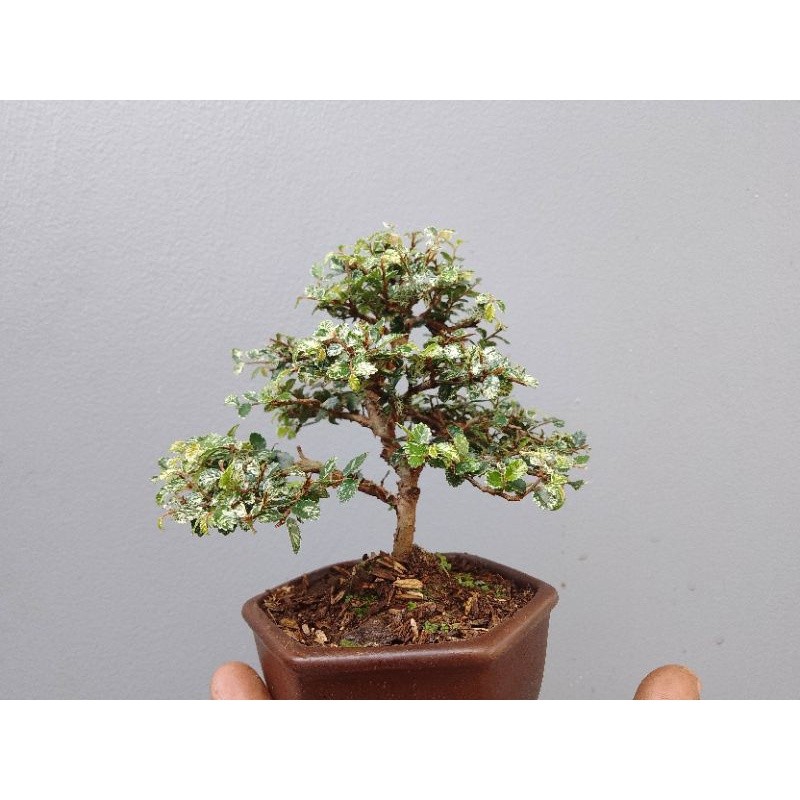 bonsai ulmus mame super mikro fariegata garis pot dan lumut hidup     Berkualitas