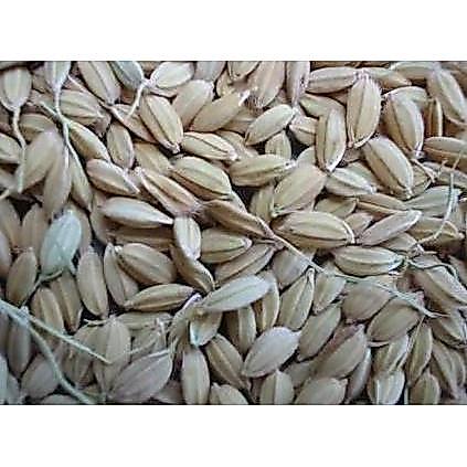 GABAH LAMPUNG / GABAH BANGKOK KECIL 1 KG