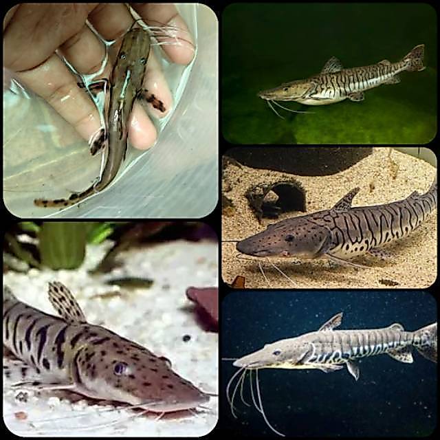 Ikan tsn catfish untuk aquarium sz 8-11 cm termurah