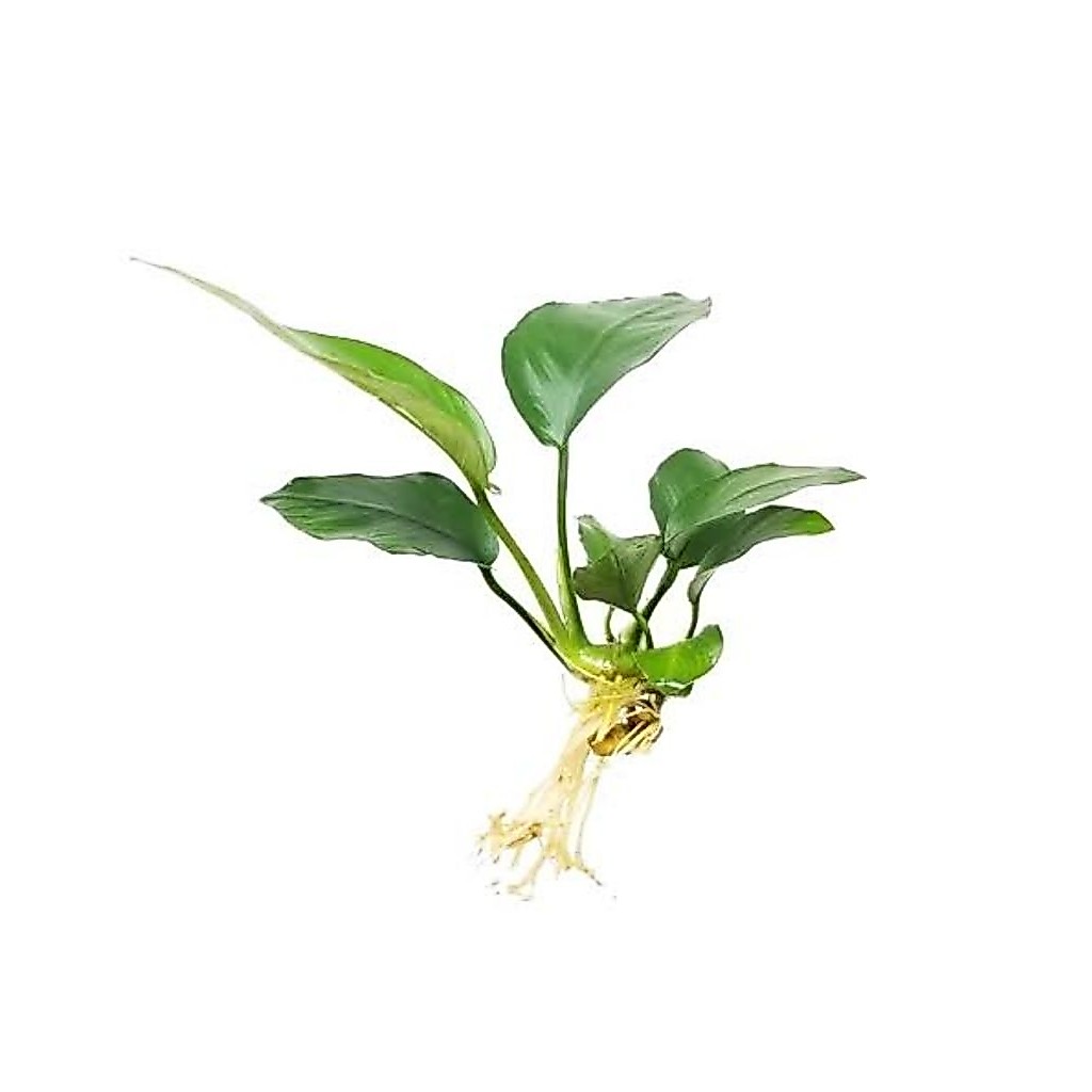 anubias nana
