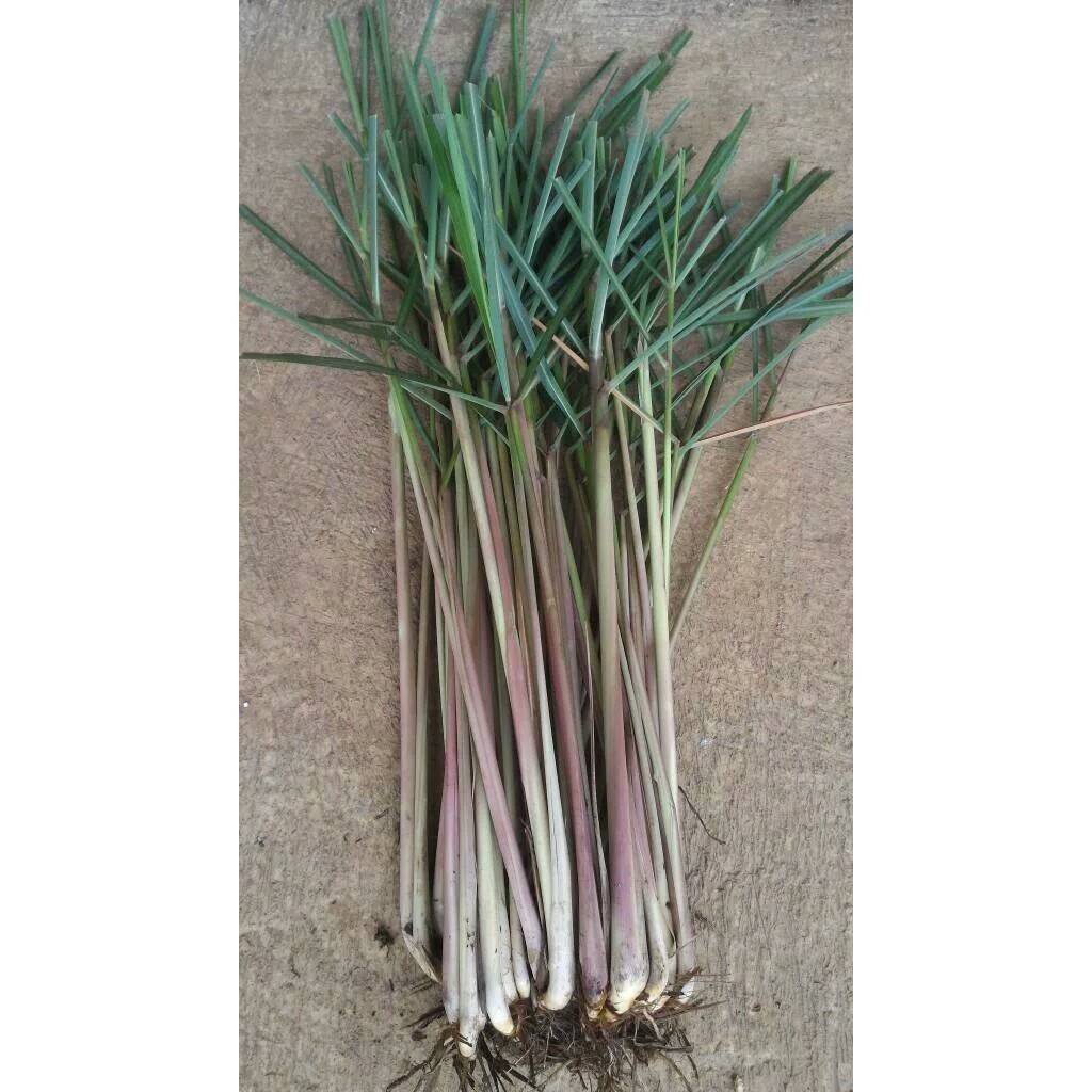 

BIBIT SEREH WANGI SEGAR 1 PEC SERAI MERAH LANANG HERBAL BERKHASIAT