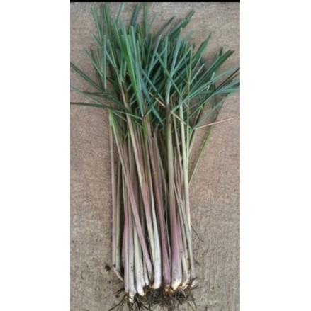 

Baru promoSereh wangi - sereh lanang - sereh merah segar 1kg COD